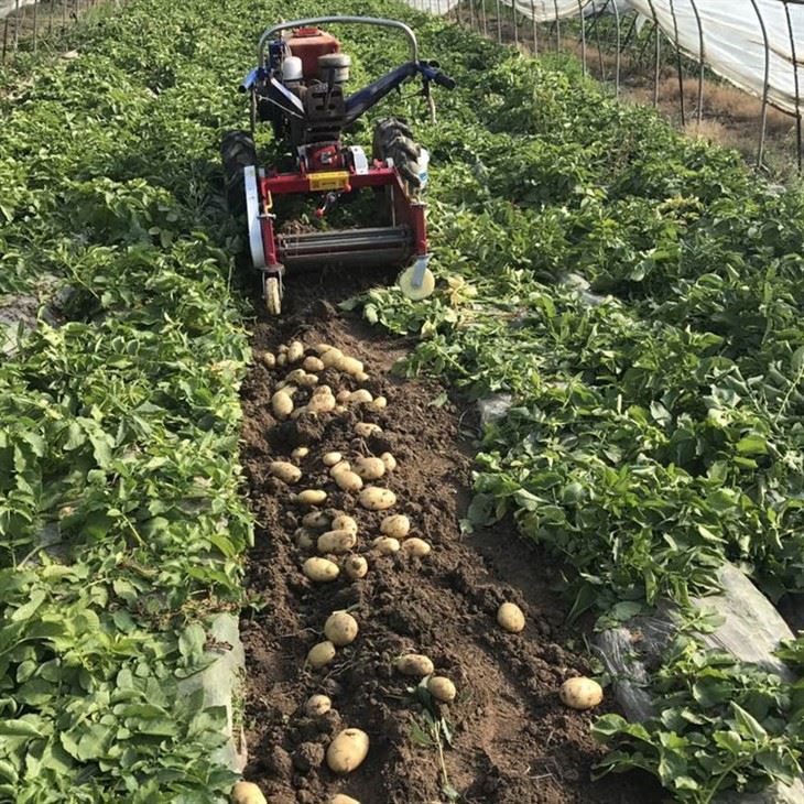 Potato Harvester Machine